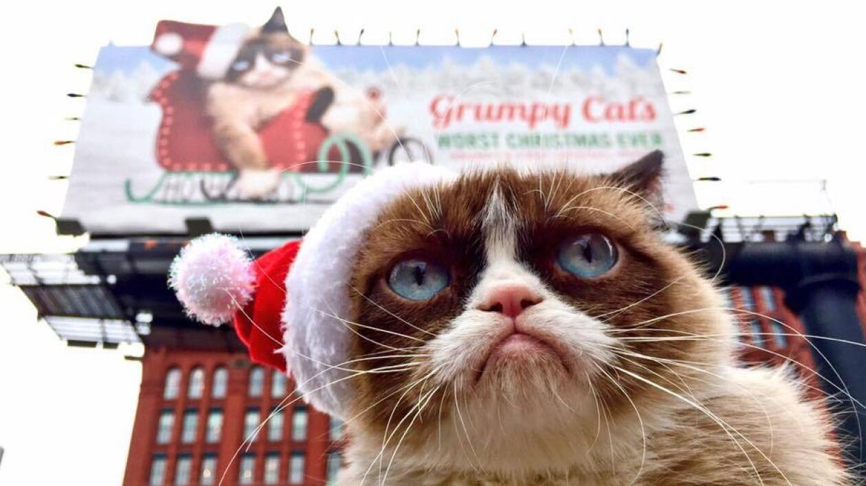 Grumpy Cat w dwa lata zarobił 100 mln dolarów. Więcej niż Cristiano Ronaldo